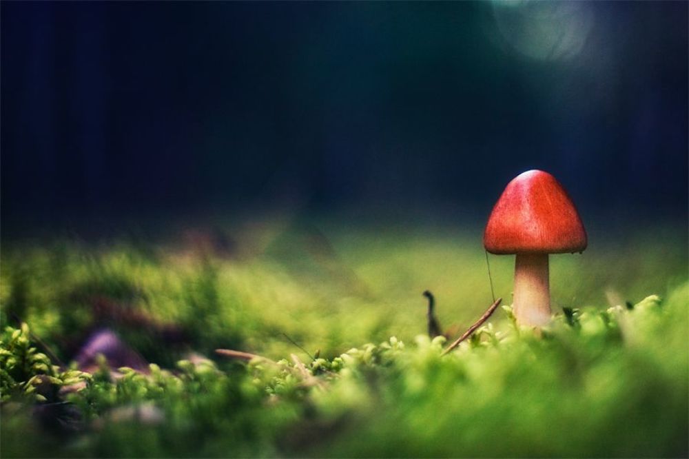 Photo 477929