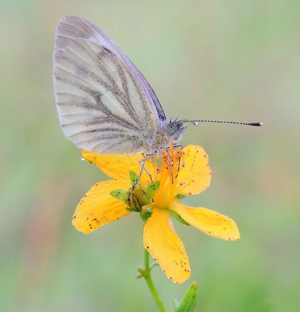 Mr. Butterfly...
