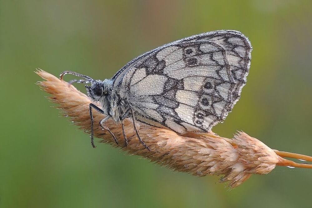 Lullaby for the butterfly ...