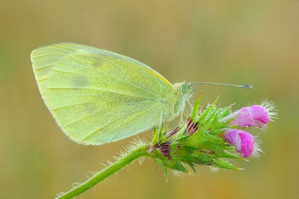 Sonata for butterfly ...