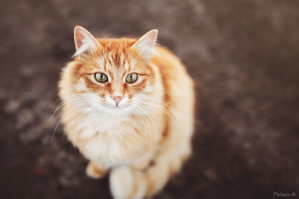 Котики