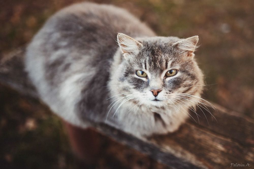 Котики