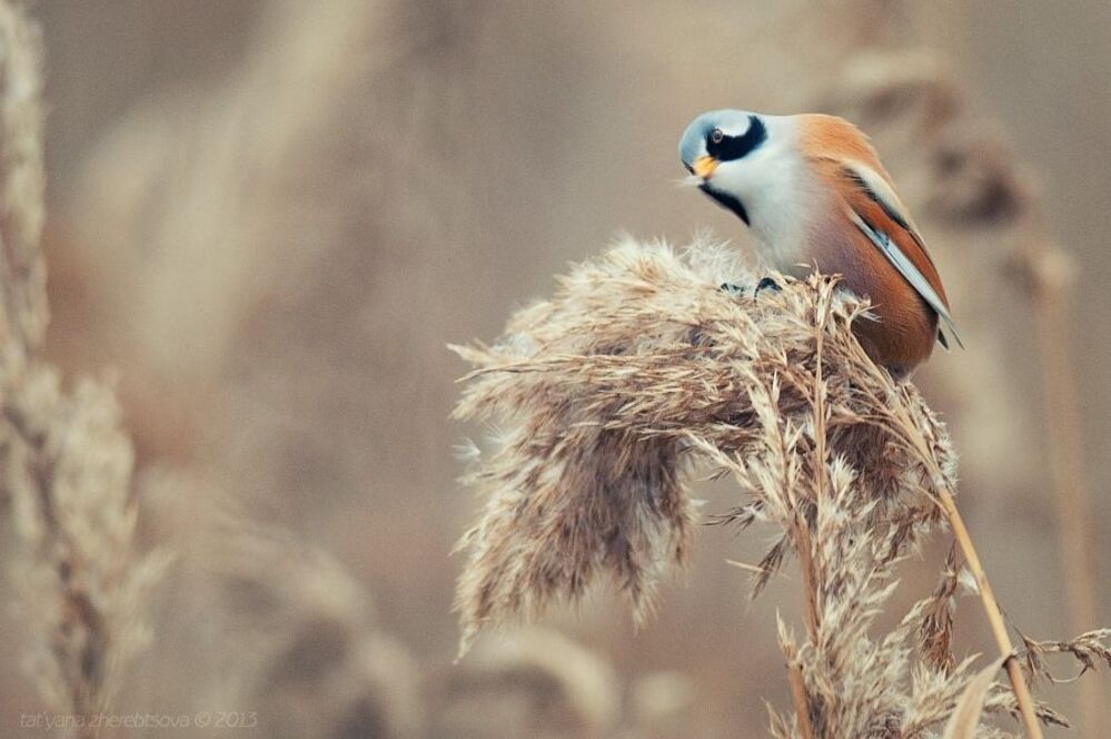 Усатая синица