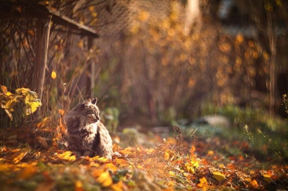 Котейка и осень, перед первыми заморозками.