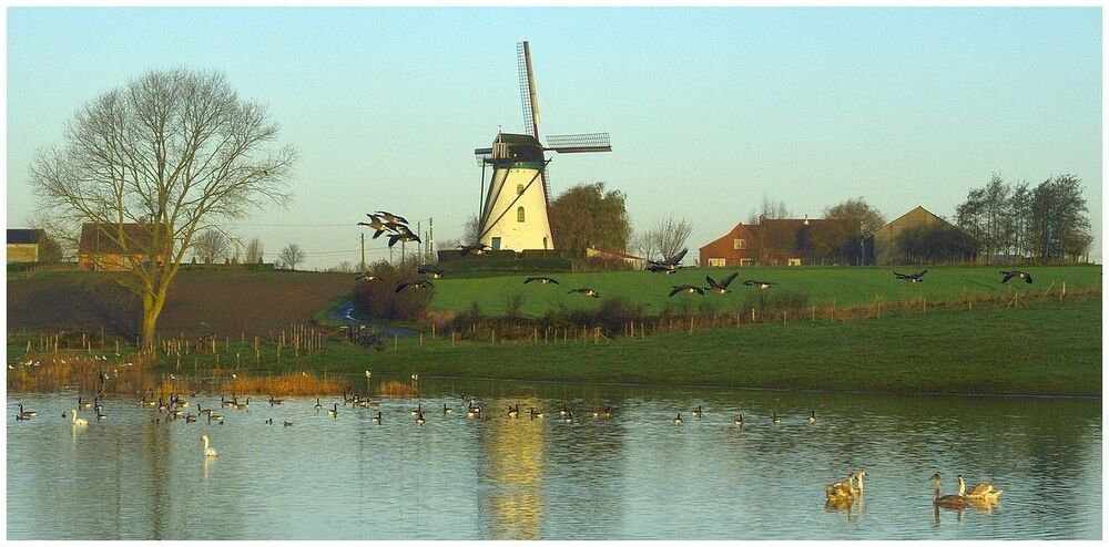 flood at the windmill.