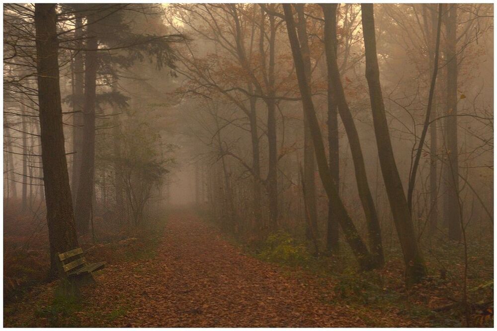 A very foggy day in the forest of Houthulst.
