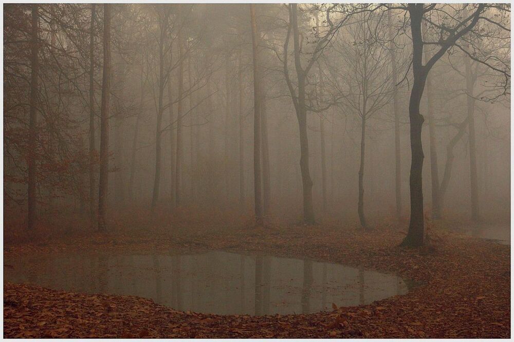 A very foggy day in the forest of Houthulst.