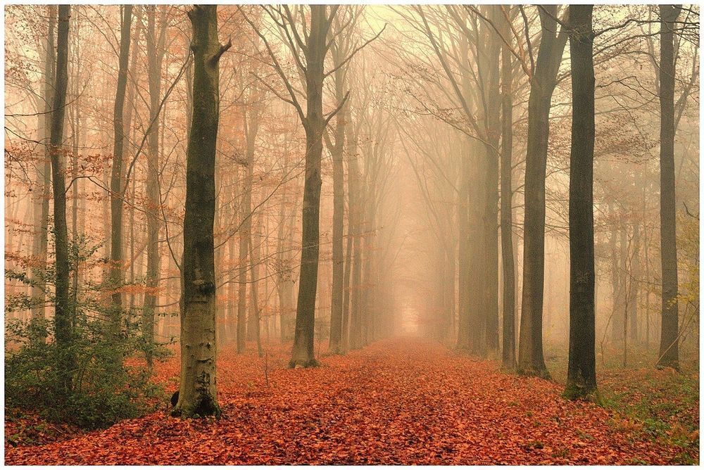 Autumn in the forest of Houthulst.