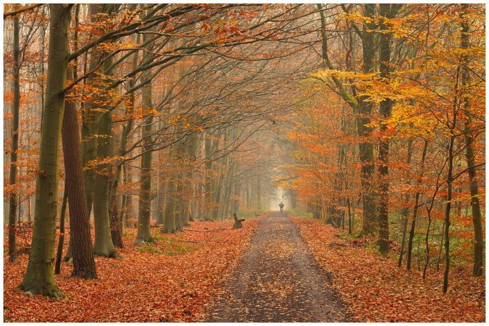 Autumn in the forest of Houthulst.