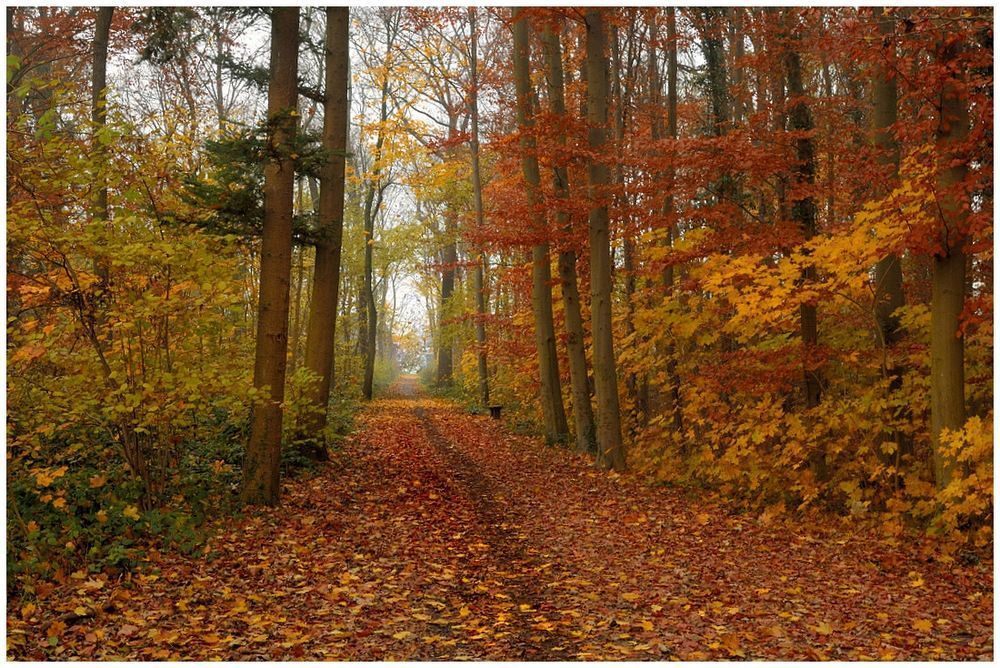 Autumn in the forest of Houthulst.