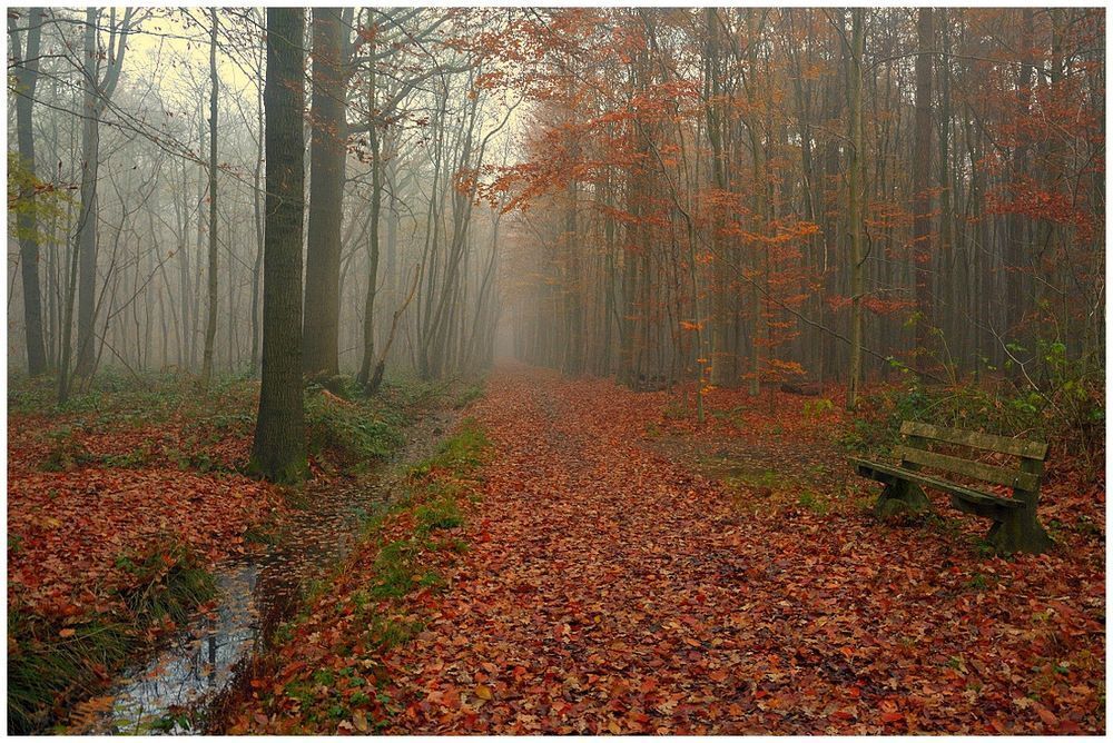 Autumn in the forest of Houthulst.