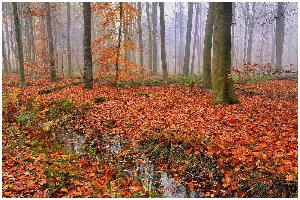 Autumn in the forest of Houthulst.