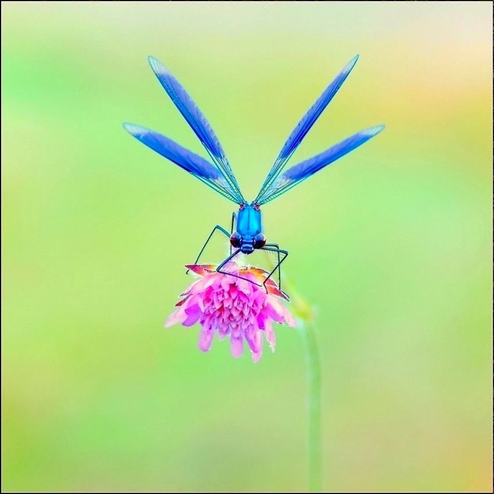 Two flowers
