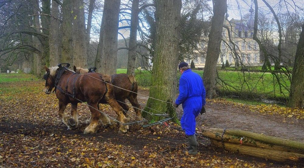 The loggers of Poeke.