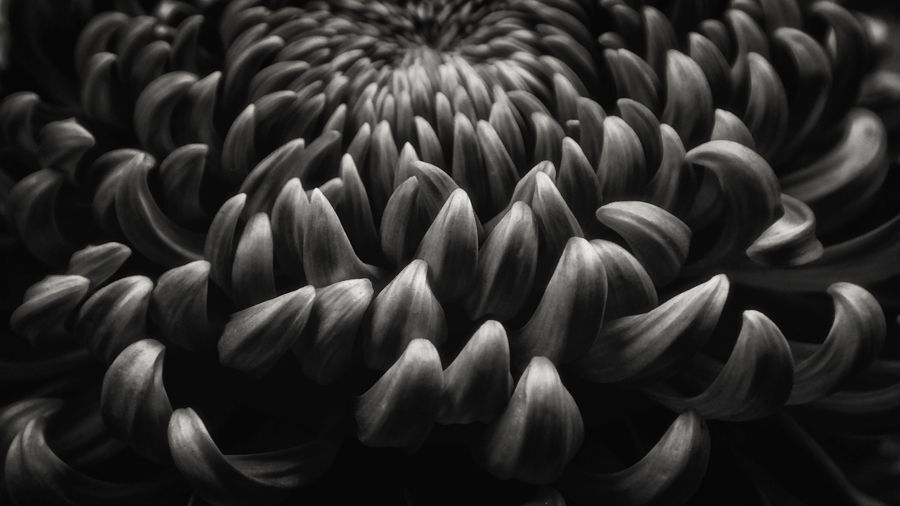 Photo 481857