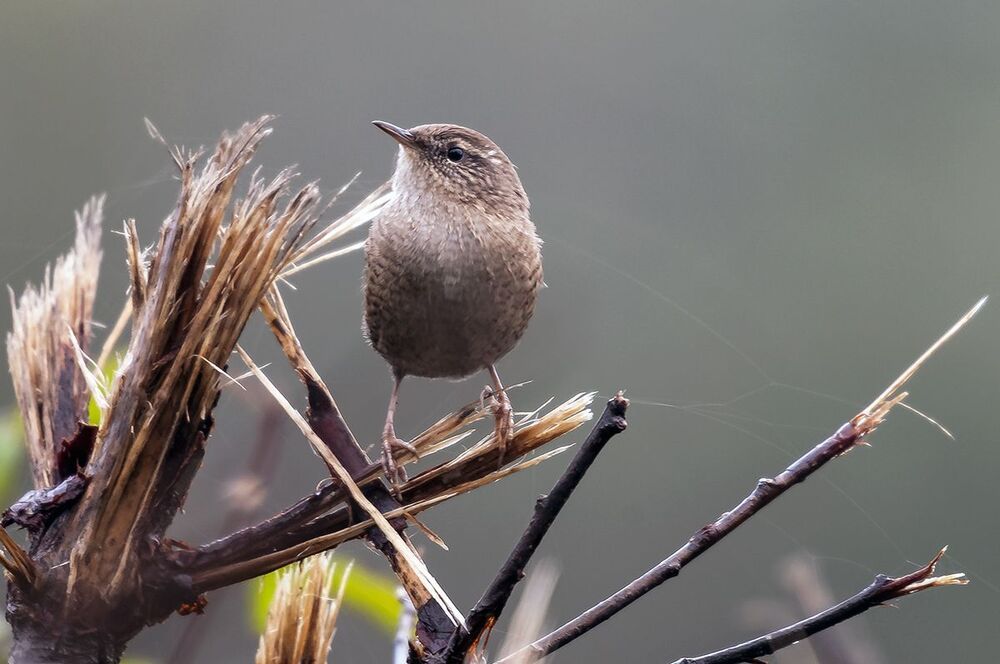 Крапивник, или подкоренник (Troglodytes troglodytes).