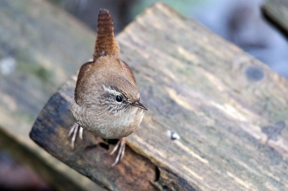 Крапивник, или подкоренник (Troglodytes troglodytes).