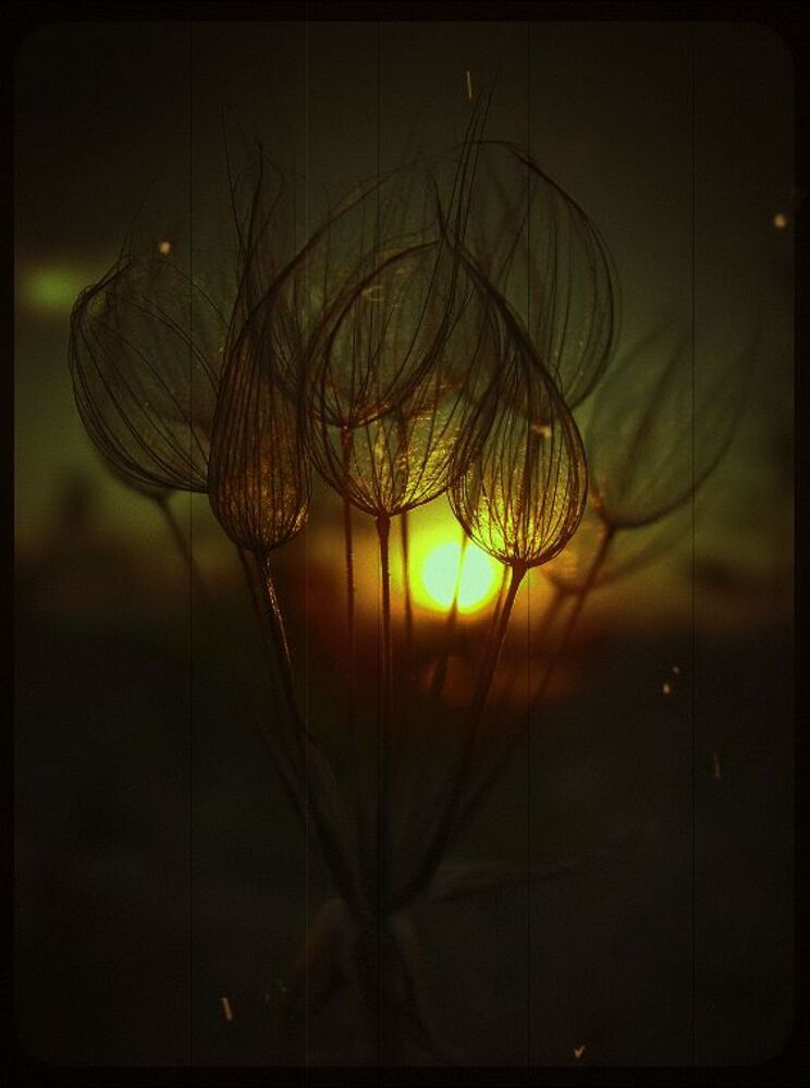 Contrasted