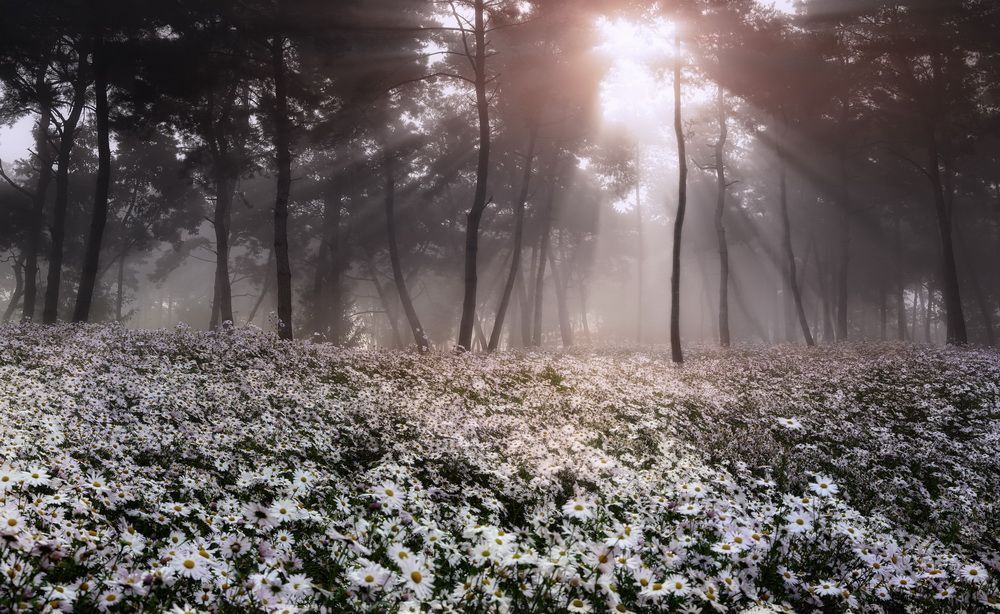 Autumn flowers and light