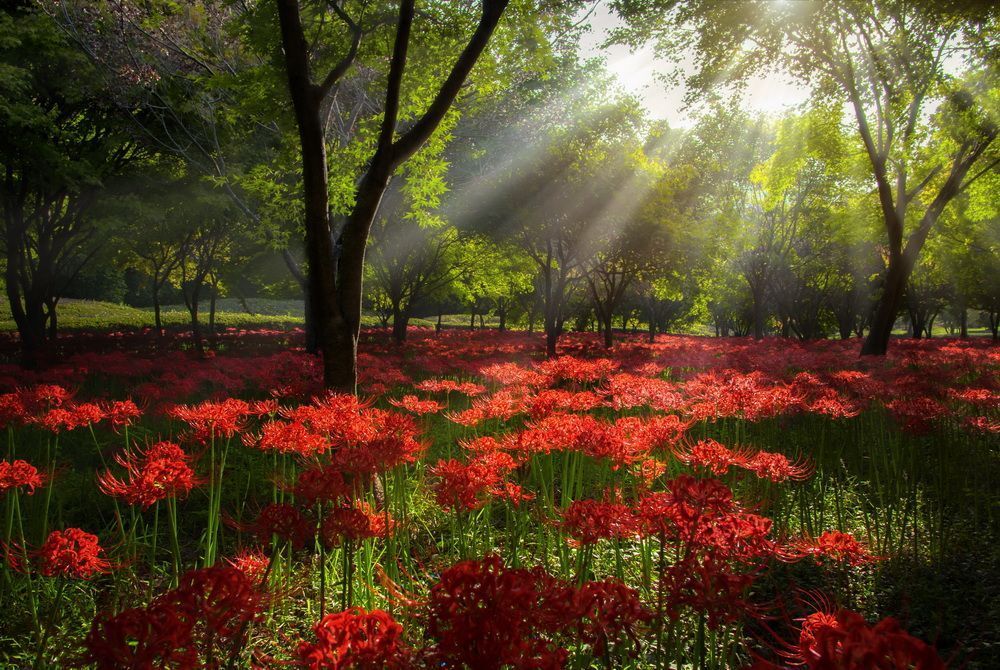 Red Spider Lily and Light