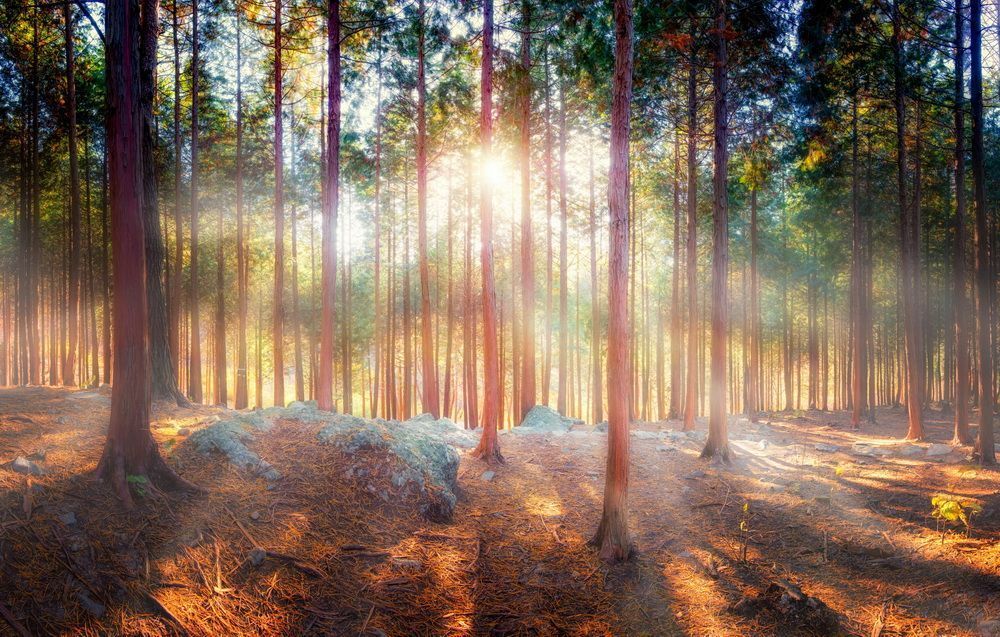 The forest of healing