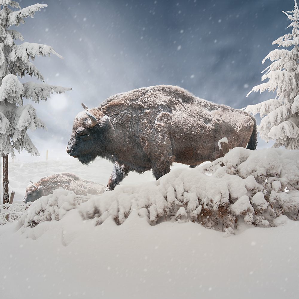 Heavy winter