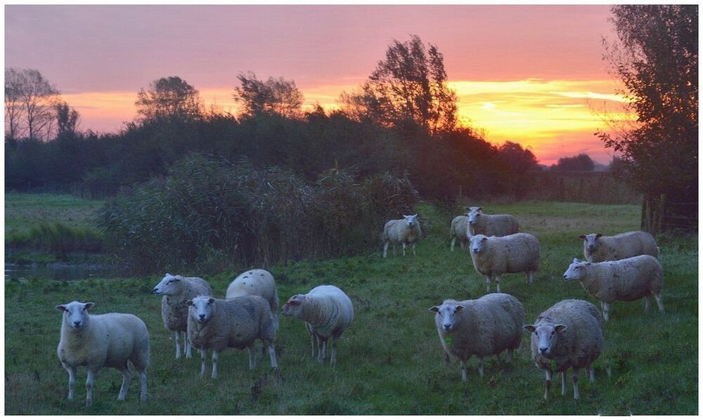 Sheep early in the morning.