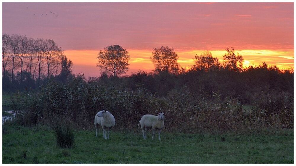 Sheep early in the morning.
