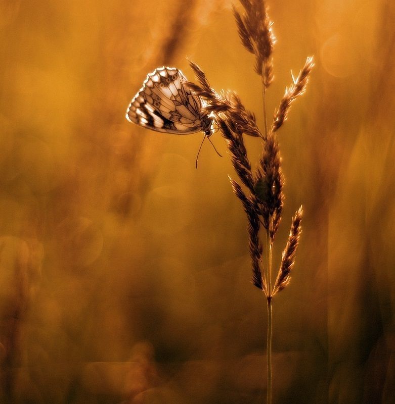 Photo 485355