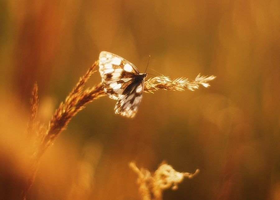 Photo 485361