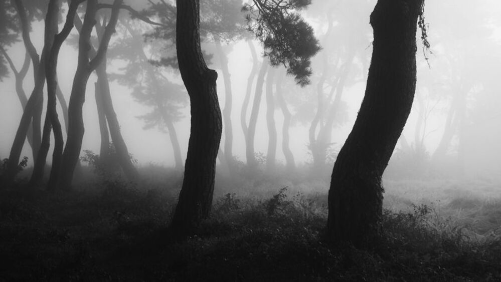 Morning Calm