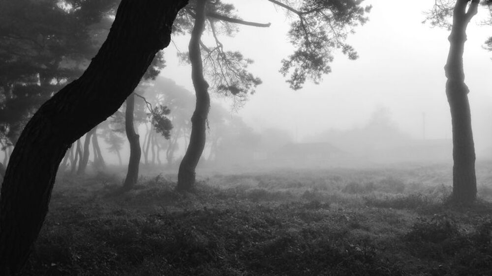 Morning Calm