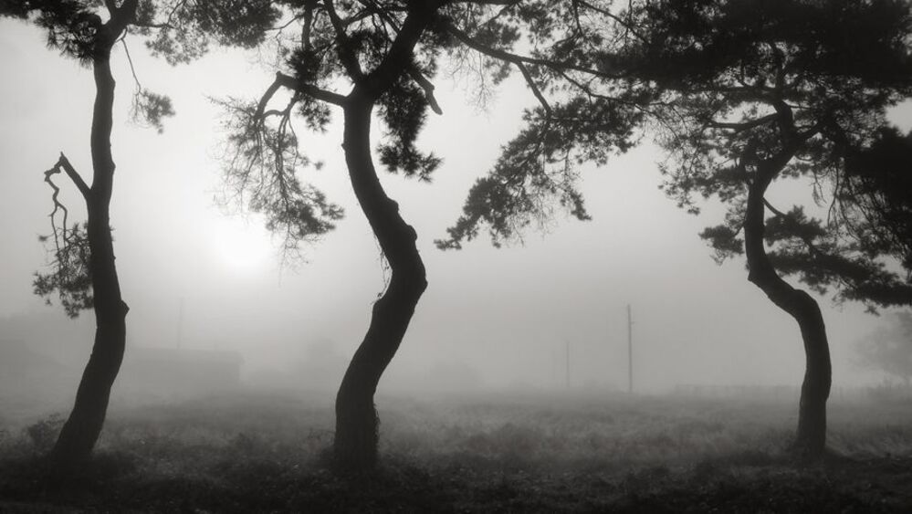 Morning Calm