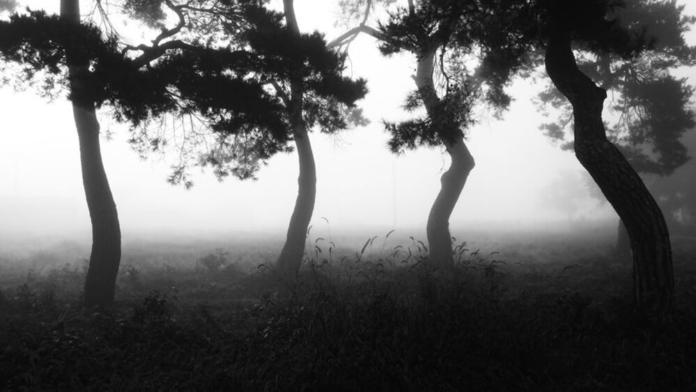 Morning Calm