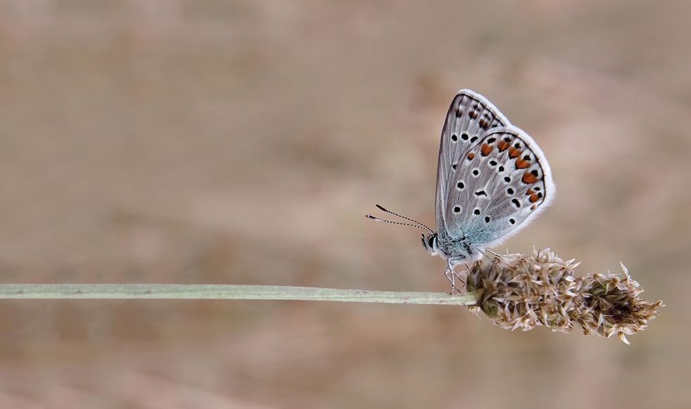 Butterfly -II