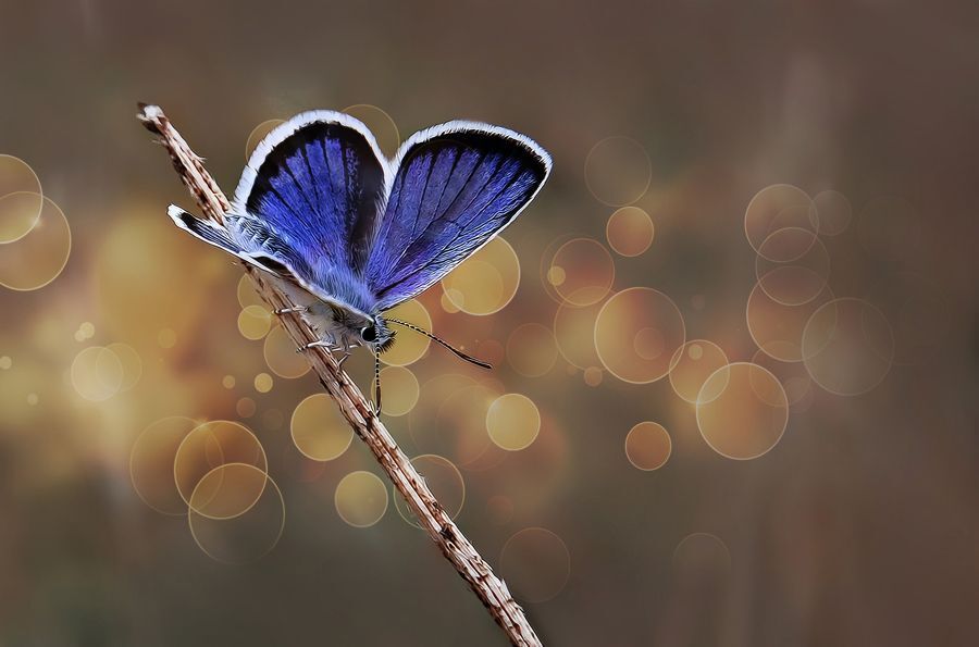 Butterfly -III