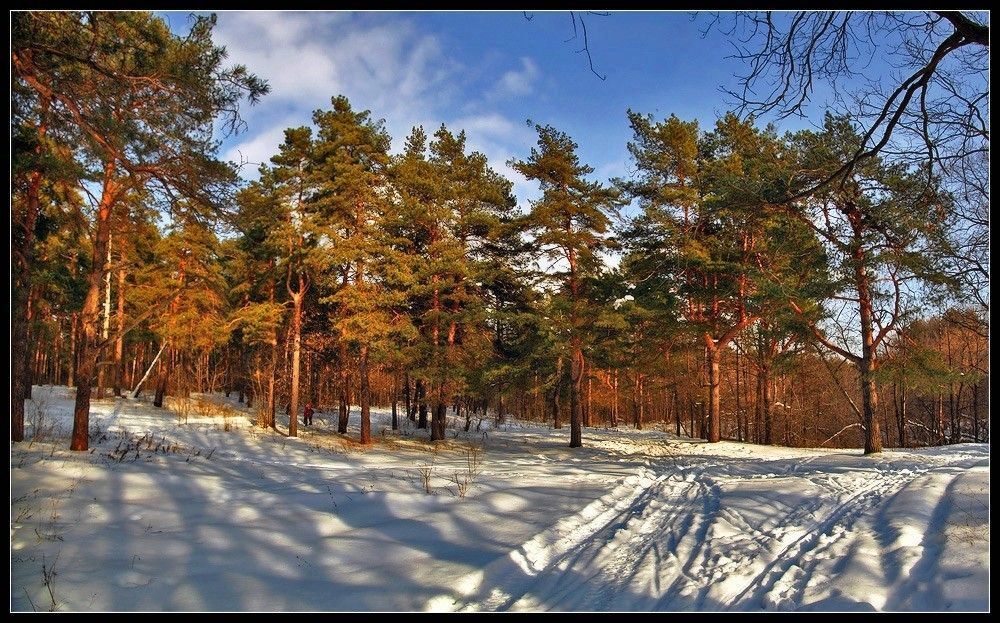 Немного зимнего леса