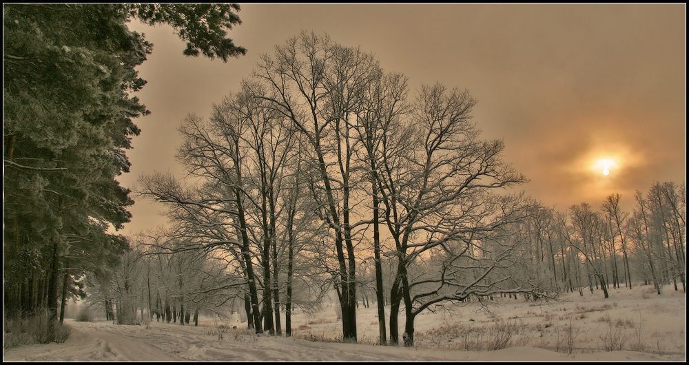 Немного зимнего леса