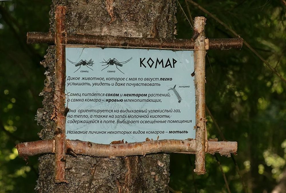 Объява в лесу