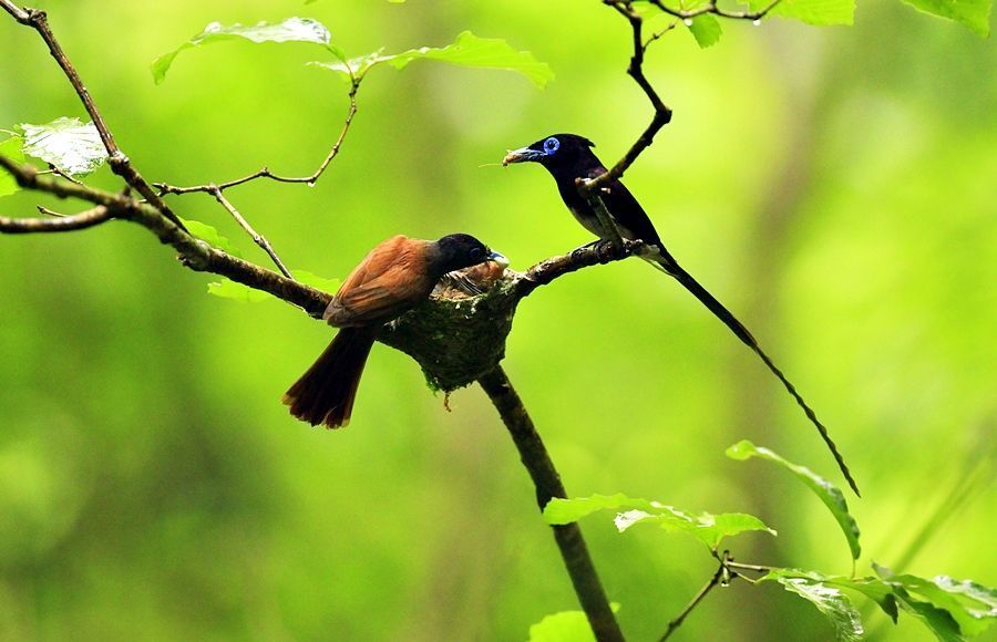 Terpsiphone atrocaudata