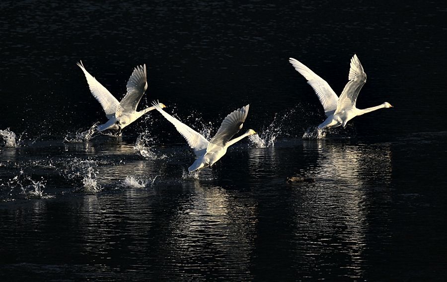 a  whooper swan