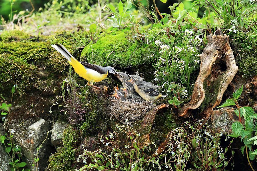 Motacilla  cinerea
