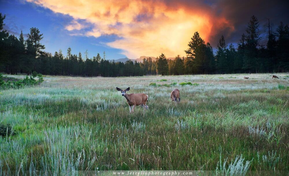 Nature