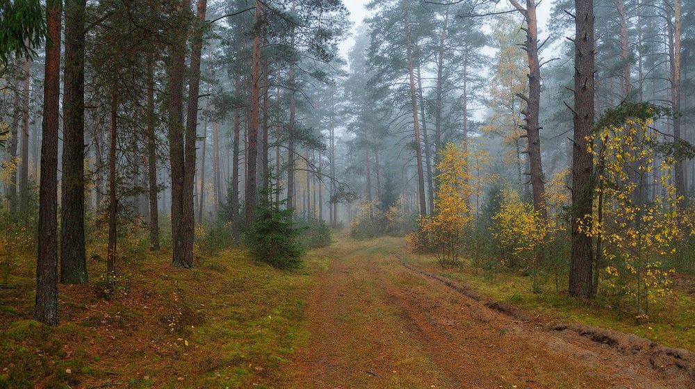 Прогулка по туманному осеннему лесу