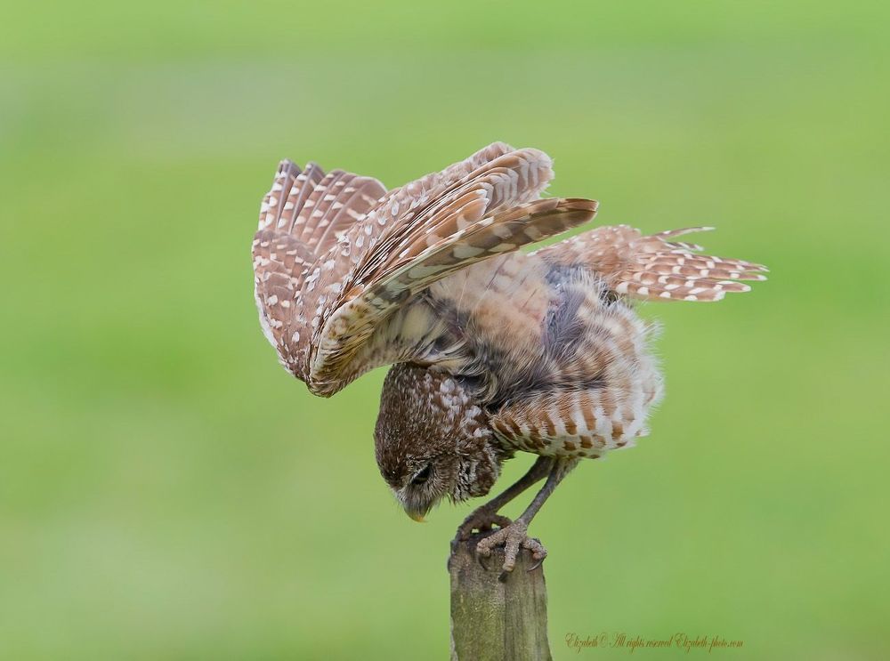 Сычи  - Burrowing owl