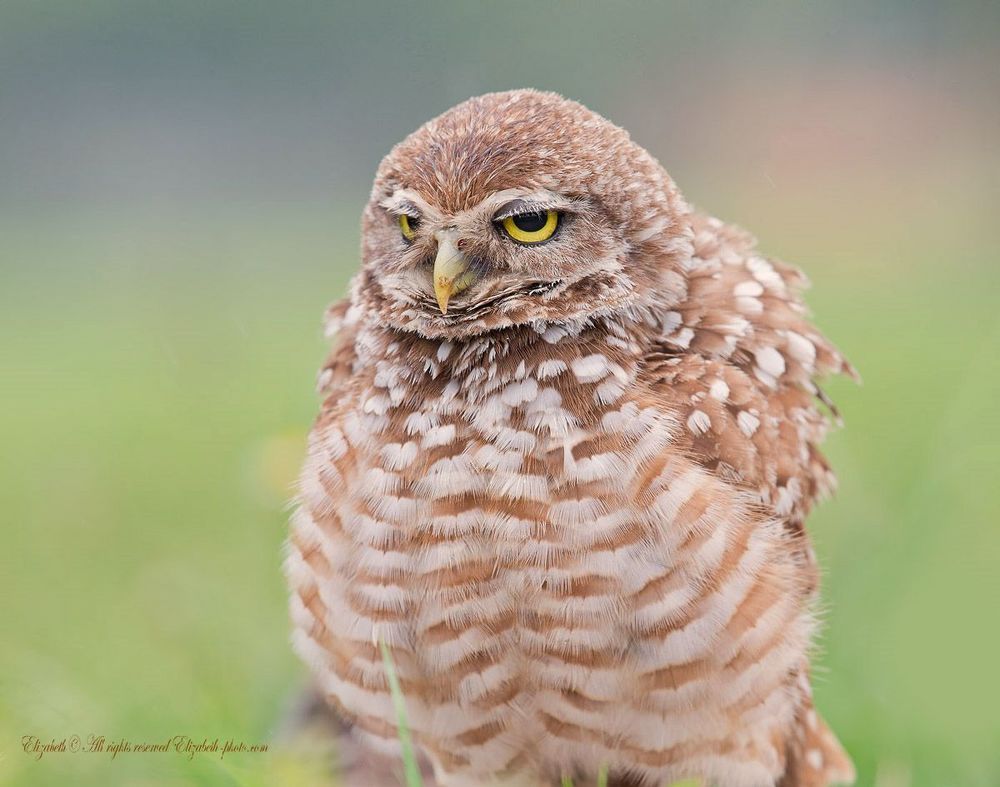Сычи  - Burrowing owl