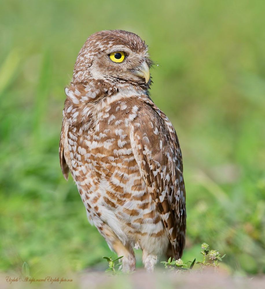 Сычи  - Burrowing owl