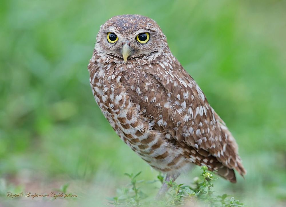 Сычи  - Burrowing owl