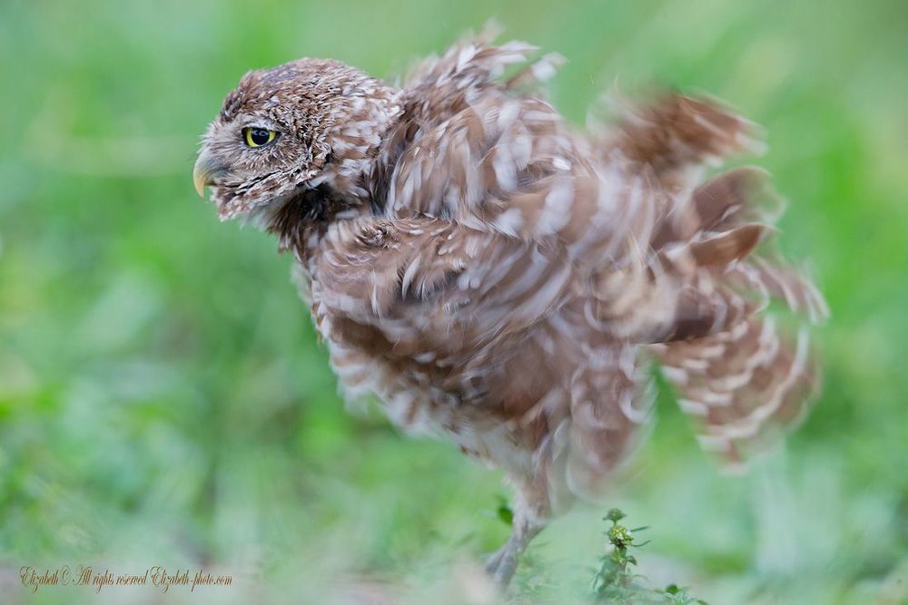 Сычи  - Burrowing owl