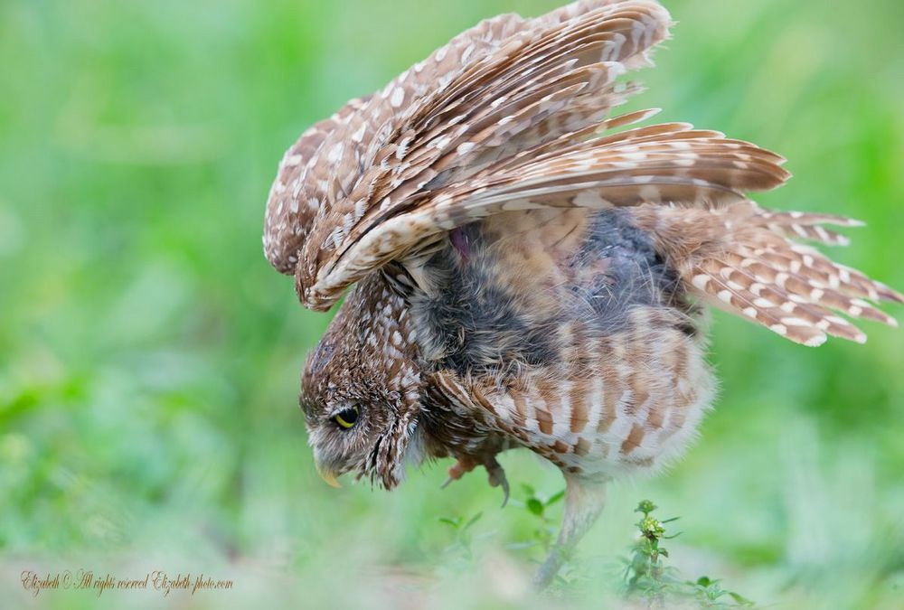 Сычи  - Burrowing owl